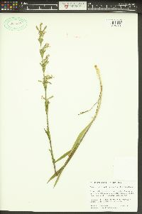 Silene scouleri image