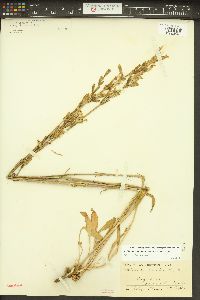 Silene scouleri subsp. scouleri image