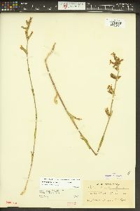 Silene scouleri image