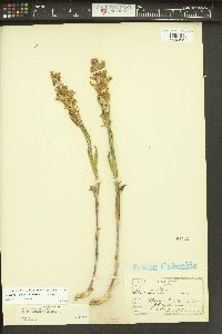 Silene scouleri image