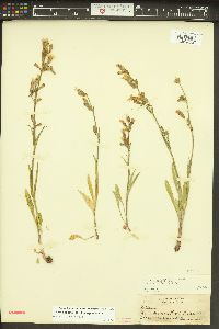 Silene scouleri subsp. scouleri image