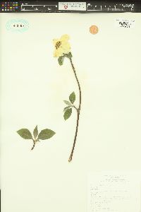 Cornus nuttallii image