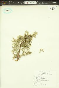 Juniperus occidentalis image