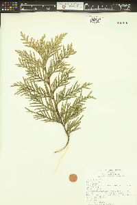 Thuja plicata image