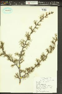 Larix occidentalis image