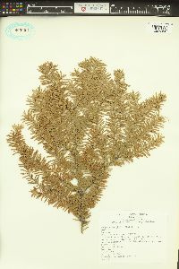 Tsuga heterophylla image