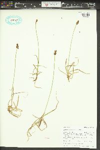 Carex nigricans image