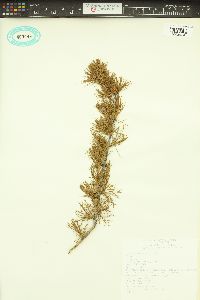 Larix occidentalis image