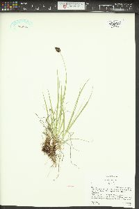 Carex nova image