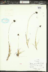 Carex nelsonii image