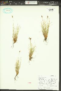 Carex nardina image