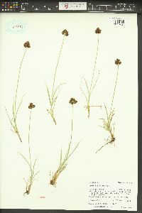 Carex macloviana image