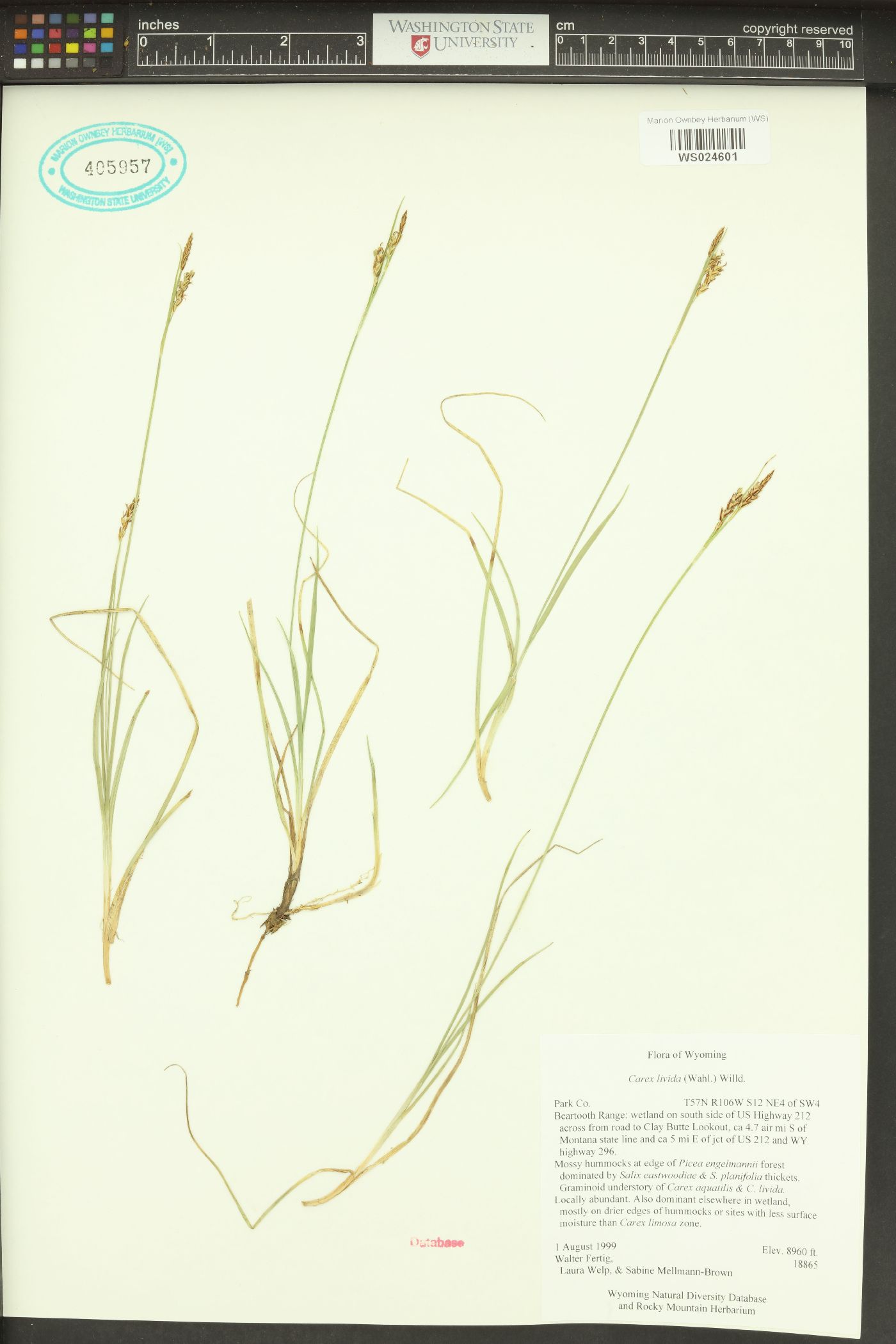 Carex livida var. radicaulis image