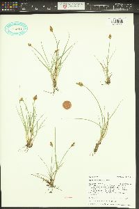 Carex leporinella image