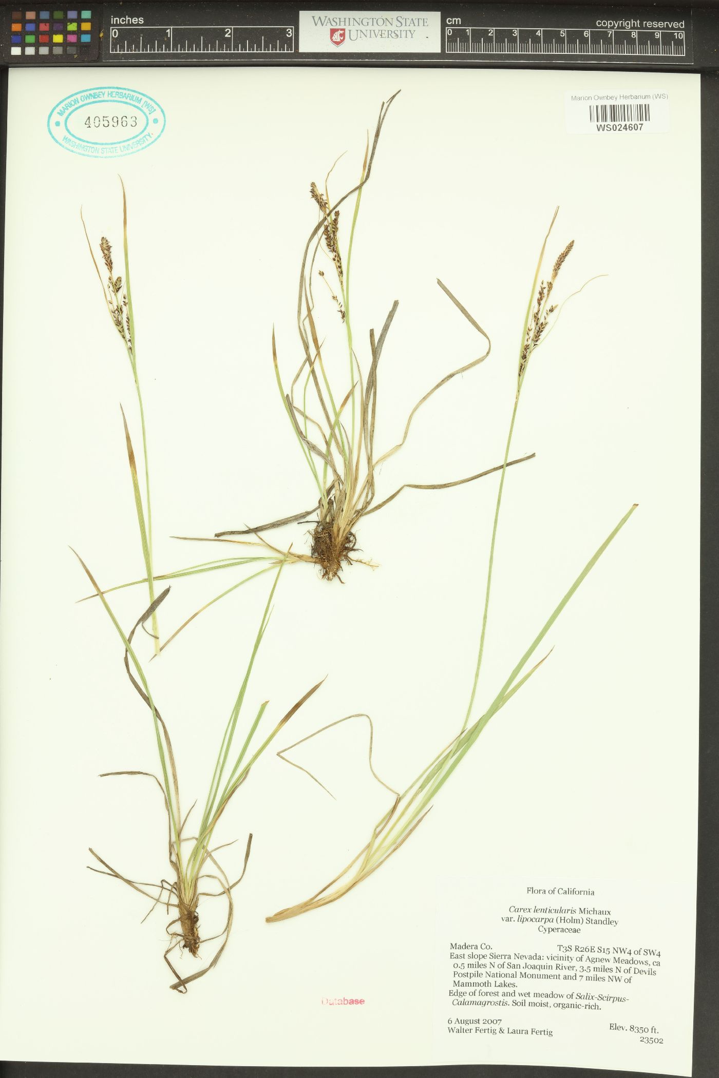 Carex kelloggii var. kelloggii image