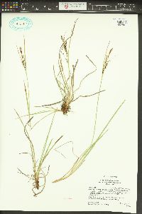 Carex kelloggii image