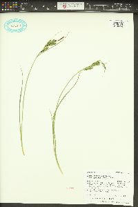 Carex kelloggii image