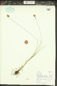 Carex hoodii image