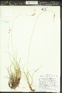 Carex holmgreniorum image