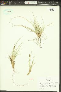 Carex geophila image