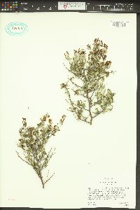 Ceanothus fendleri image