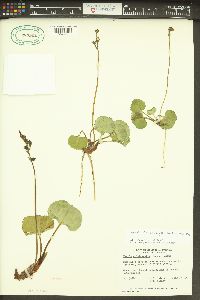 Nephrophyllidium crista-galli image