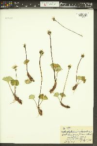 Nephrophyllidium crista-galli image
