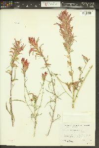 Castilleja linariifolia image