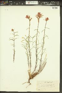 Castilleja linariifolia image