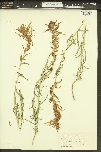 Castilleja linariifolia image