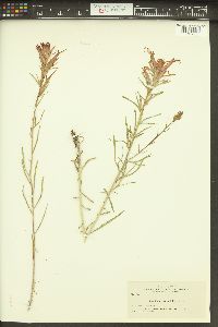 Castilleja linariifolia image