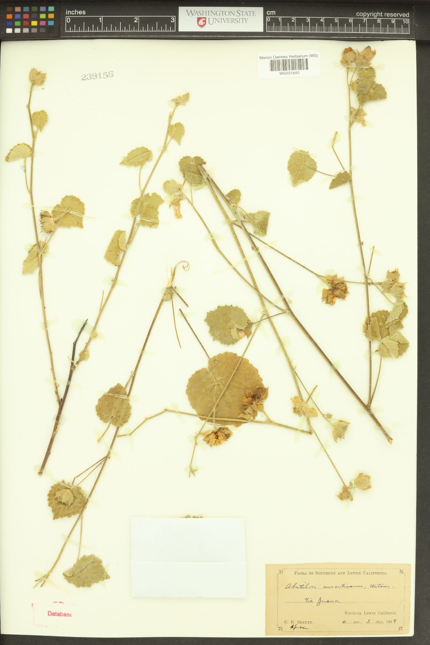 Abutilon aurantiacum image