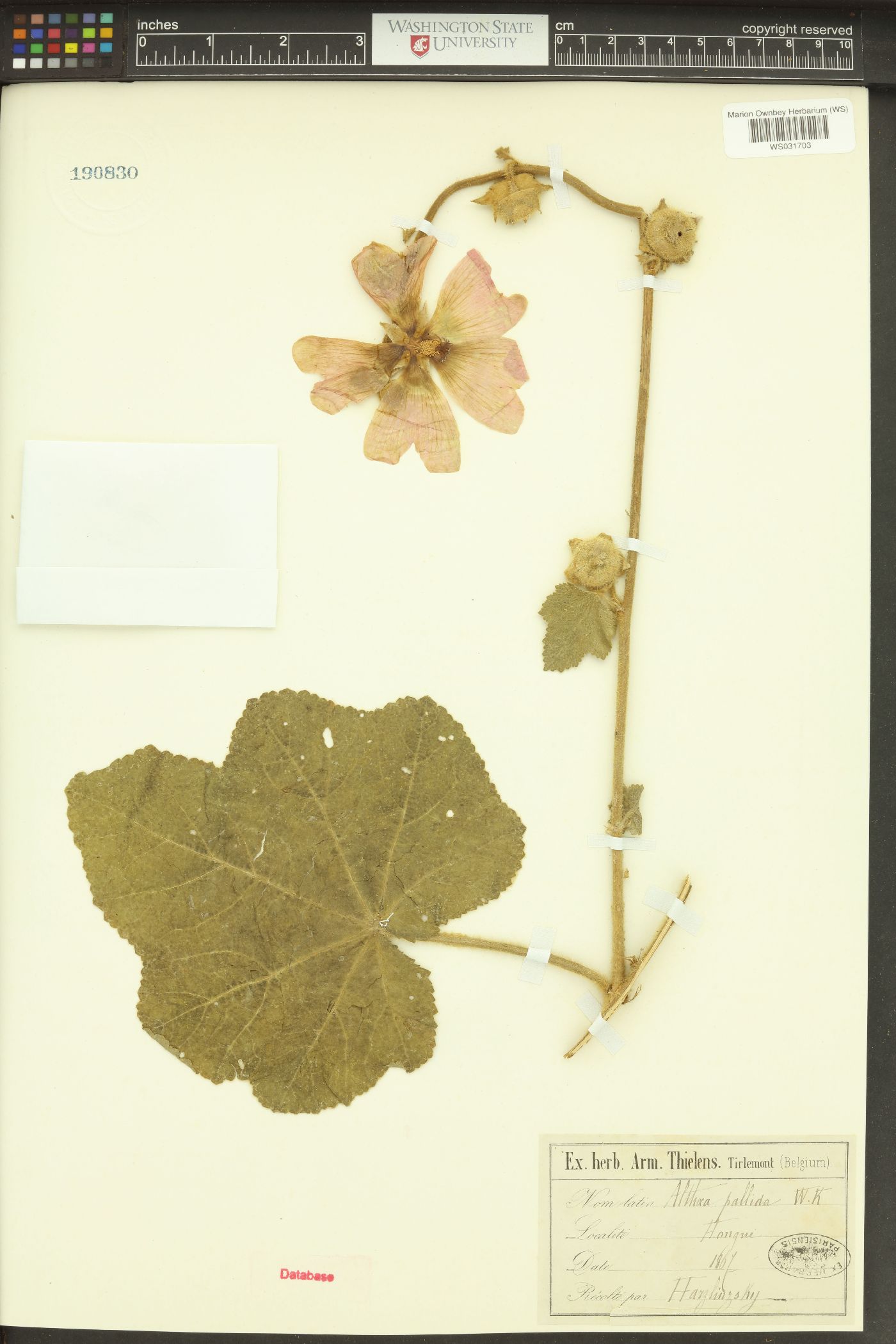 Alcea biennis image