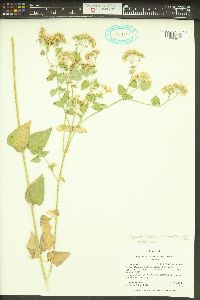 Ageratina herbacea image