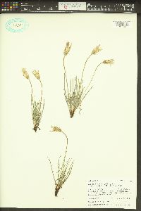 Agoseris parviflora image