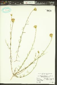 Adenophyllum porophylloides image