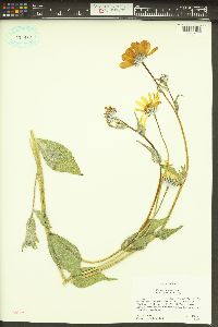 Geraea canescens image