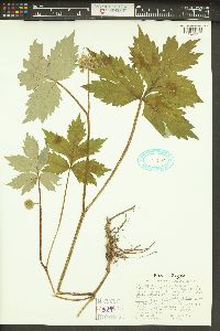 Hydrophyllum tenuipes image