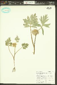 Hydrophyllum capitatum image