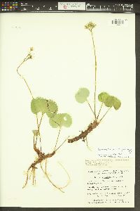 Nephrophyllidium crista-galli image