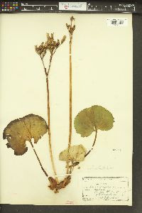 Nephrophyllidium crista-galli image