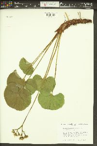Nephrophyllidium crista-galli image