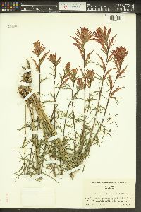 Castilleja linariifolia image