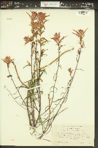 Castilleja linariifolia image