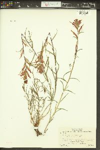 Castilleja linariifolia image