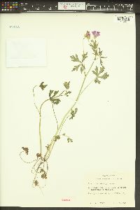 Callirhoe leiocarpa image