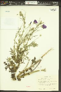 Callirhoe leiocarpa image