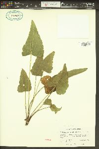 Callirhoe triangulata image