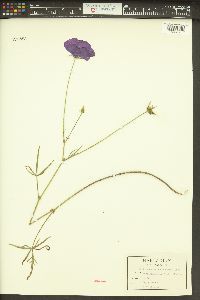 Callirhoe papaver image