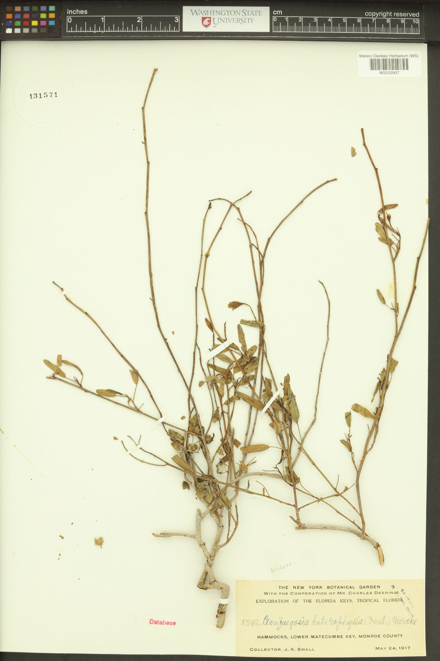 Cienfuegosia heterophylla image